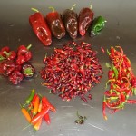 Centre: Burning Embers, clockwise from top: Poblano, Cayenne, Serrano, mutant from the Pobalano seed packet.