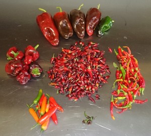 Centre: Burning Embers, clockwise from top: Poblano, Cayenne, Serrano, mutant from the Pobalano seed packet.