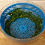 Leaves that have been poached and then de-watered in a salad spinner