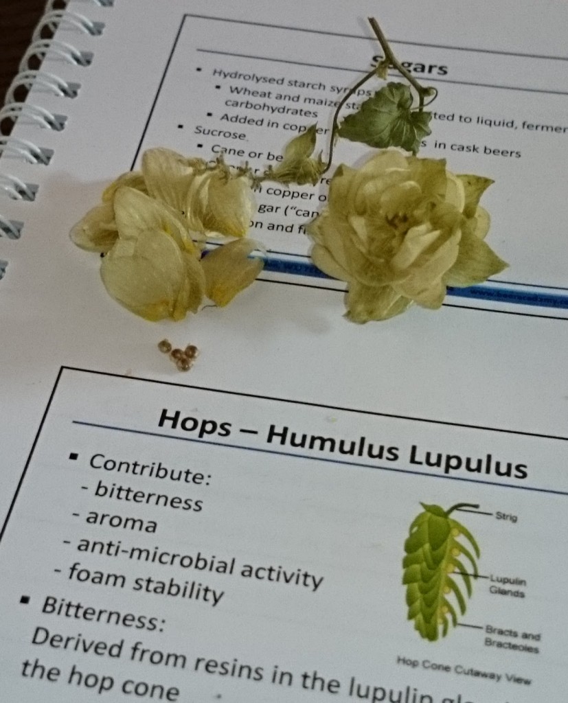 A hop dissected